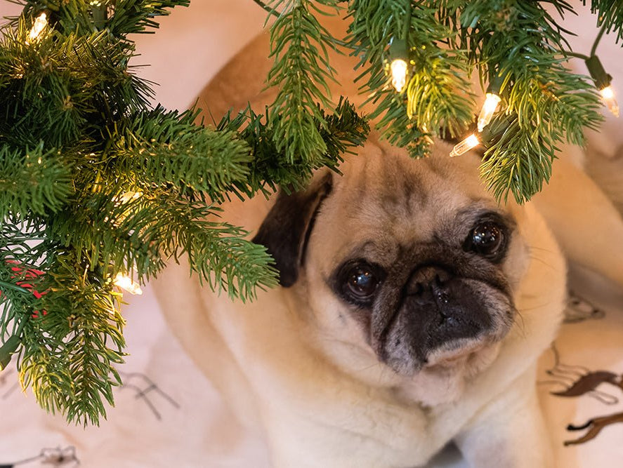 ‘Twas the Week Leading to Christmas